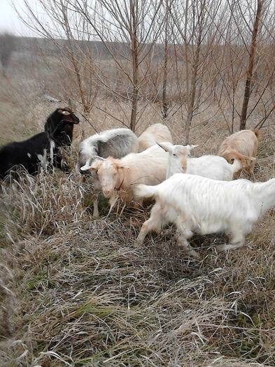 IMG_20131231_143211 - Caprele mele