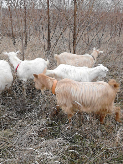 IMG_20131231_143217 - Caprele mele