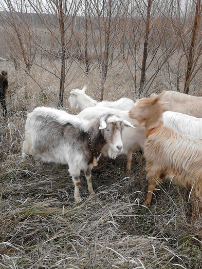 IMG_20131231_143223 - Caprele mele