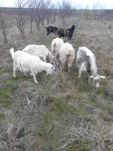 IMG_20131231_152546 - Caprele mele