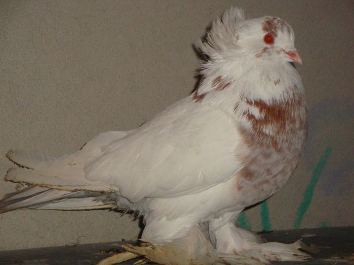 DSC01749