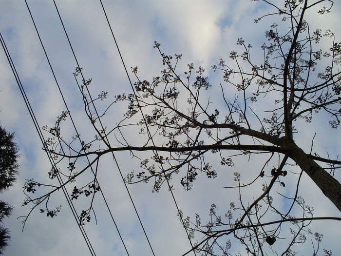 S5032269 - Paulownia Tomentosa