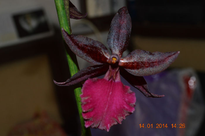 Colmanara Massai Red