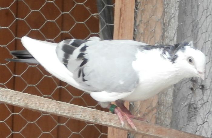 Dat in Sevilia Spania la Silviu