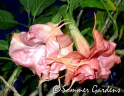 brugmansia mon amour de mareil