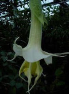 brugmansia lodges