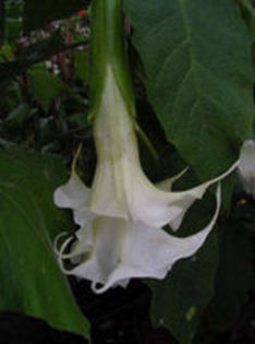 candida plenaxrosa traum