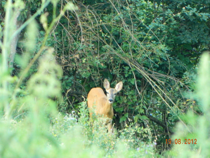 Picture 206 - Caprioare in gradina noastra