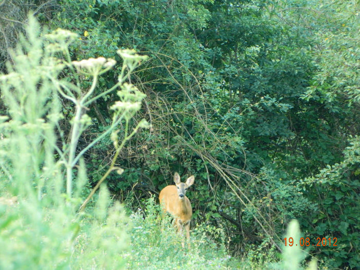 Picture 212 - Caprioare in gradina noastra