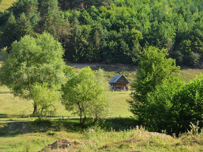 pe lizieră - Valea Porcului