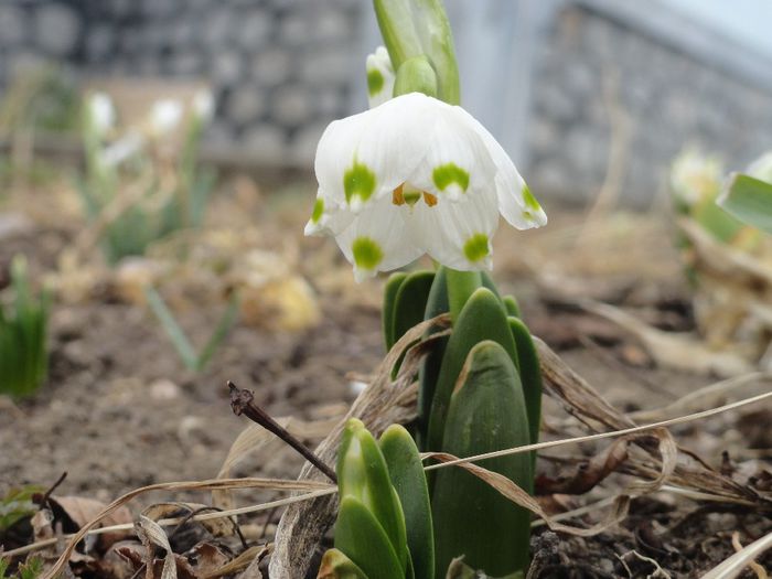 leucojum - 1 oare vine primavara 2014