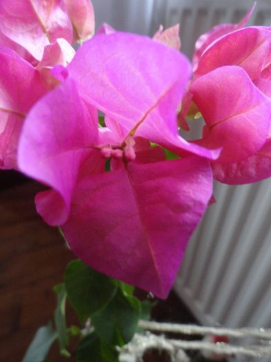 DSC08898 - 2 Bougainvillea 2014