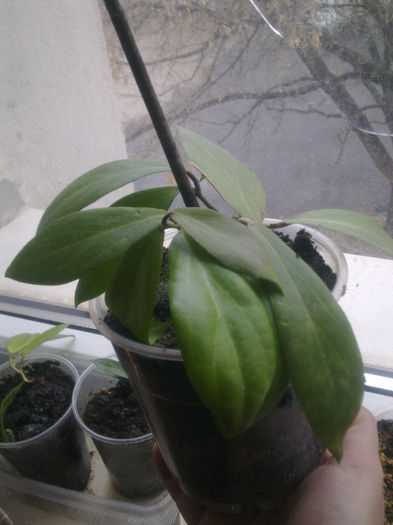 Camphorifolia 21.01.2014