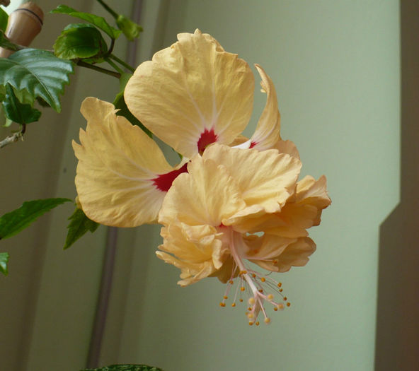 P1490574 - hibiscusi 2014