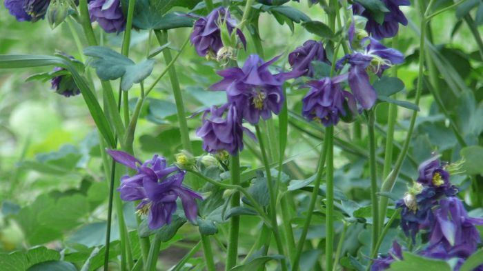 1073887_1389784981242839_1089042136_o - flori-prim13