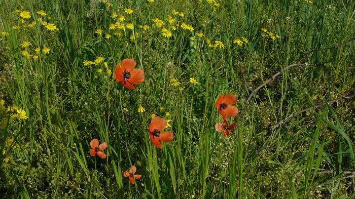 1071666_1389784817909522_608270218_o - Copy