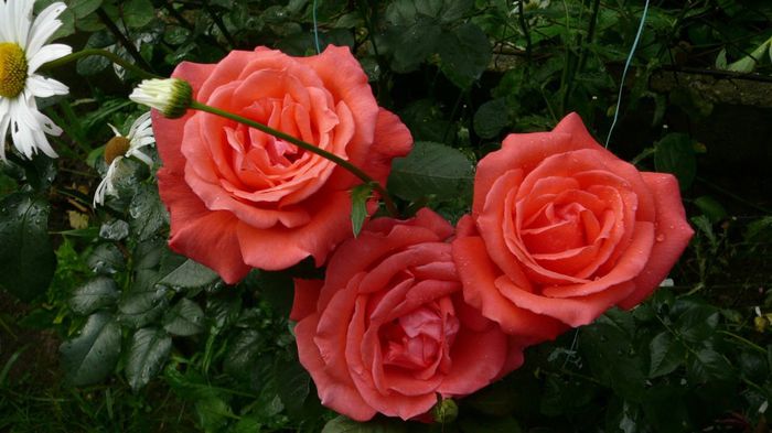 1073728_1389229041298433_943321795_o - flori vr13