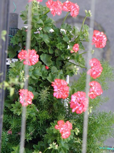 1075565_1389242037963800_1305294459_o