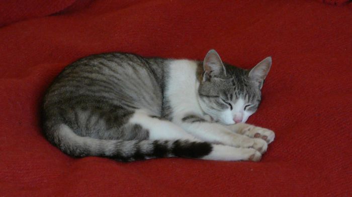 1074708_1389228587965145_2093331995_o