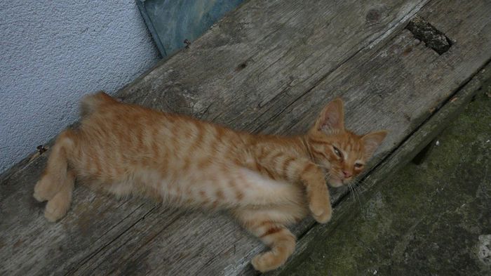 1077690_1389464721274865_2022954384_o