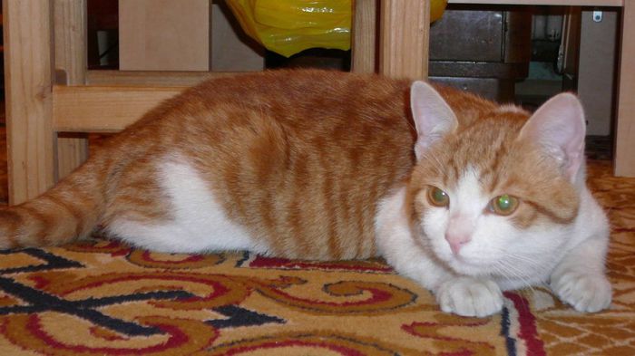 1077790_1389288571292480_490075793_o