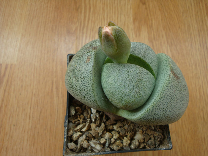 Pleiospilos nelii Schwantes 1930 - Genul Pleiospilos