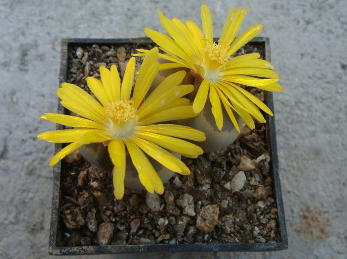 Lithops dinteri var. brevis   (L.Bol.) B. Feam 1932.