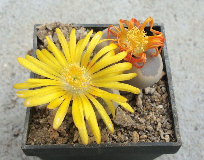 Lithops dinteri var. brevis  (L.Bol.) B. Feam 1932 - Genul Lithops