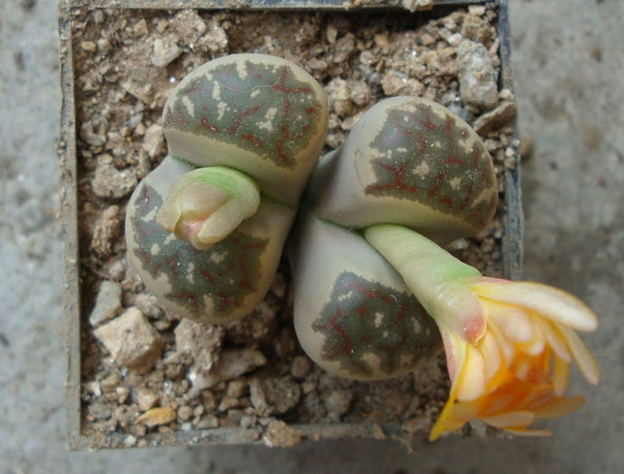 Lithops dorotheae GC Nel. 1939 - Genul Lithops