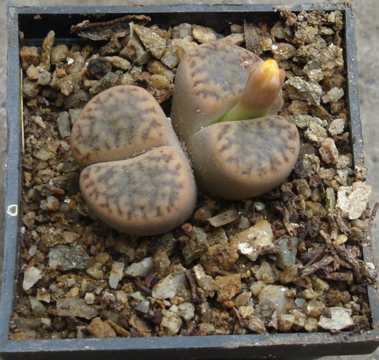 Lithops fulviceps         (NE Br.) NE Br. 1914 - Genul Lithops