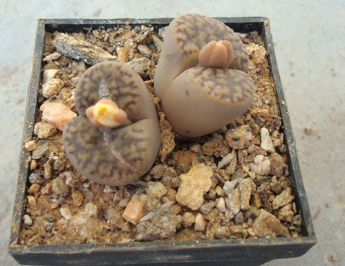 Lithops fulviceps        (NE Br.) NE Br. 1914 - Genul Lithops