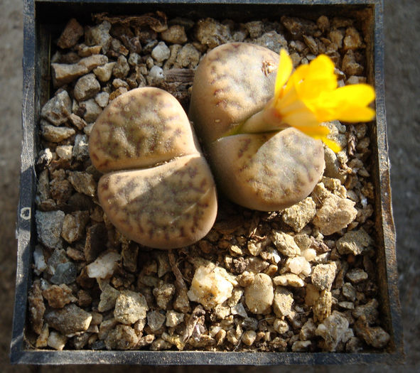 Lithops fulviceps       (NE Br.) NE Br. 1914