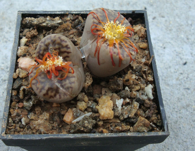 Lithops fulviceps (NE Br.) NE Br. 1914 - Genul Lithops