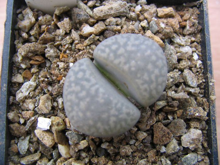 Lithops hookeri var. susannae       (DT Cole) DT Cole 1970 - Genul Lithops