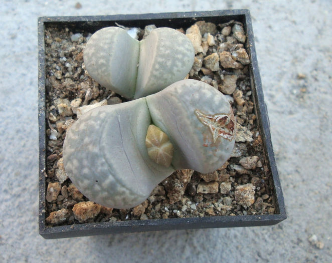 Lithops hookeri var. susannae      (DT Cole) DT Cole 1970 - Genul Lithops