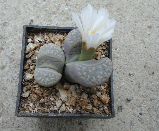 Lithops hookeri var. susannae     (DT Cole) DT Cole 1970 - Genul Lithops