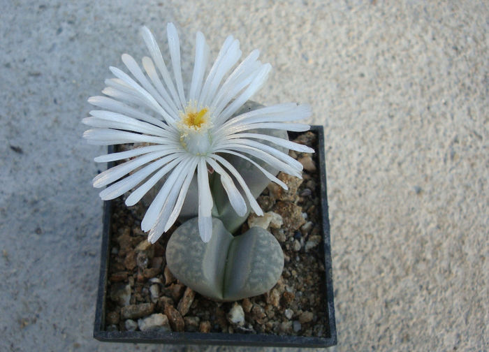 Lithops hookeri var. susannae    (DT Cole) DT Cole 1970 - Genul Lithops