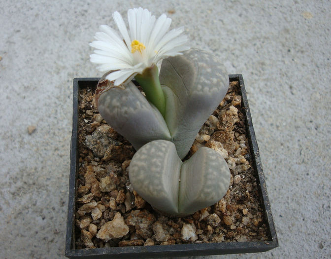 Lithops hookeri var. susannae   (DT Cole) DT Cole 1970 - Genul Lithops