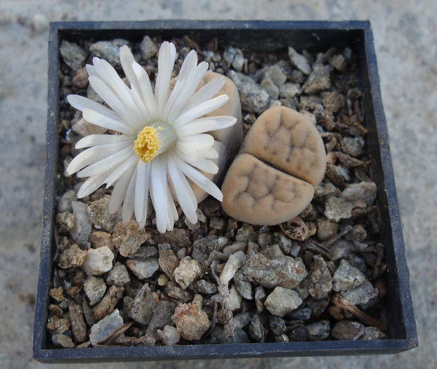 Lithops karasmontana     (Dint. & Schwant.) NE Br. 1920 - Genul Lithops