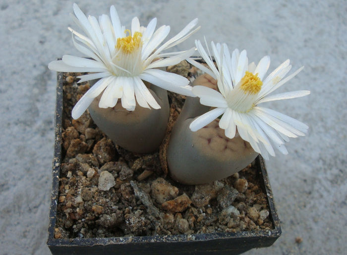 Lithops karasmontana    (Dint. & Schwant.) NE Br.1920