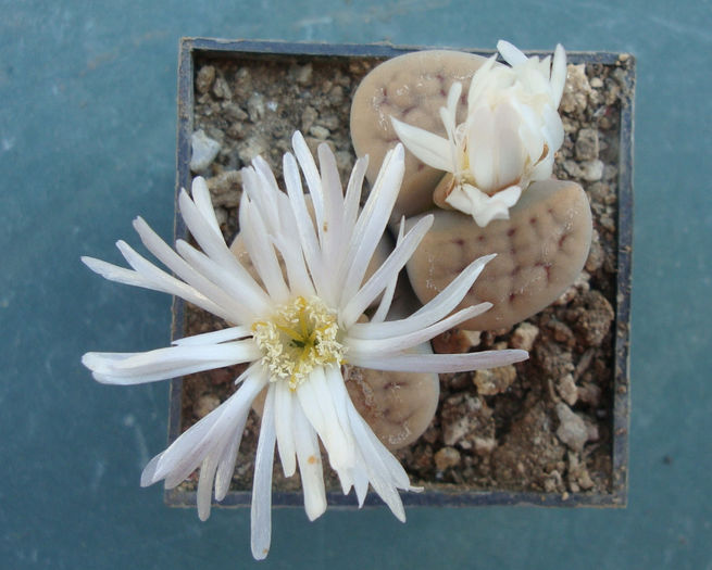 Lithops karasmontana    (Dint. & Schwant.) NE Br. 1920