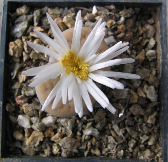 Lithops karasmontana  (Dint. & Schwant.) NE Br. 1920 - Genul Lithops