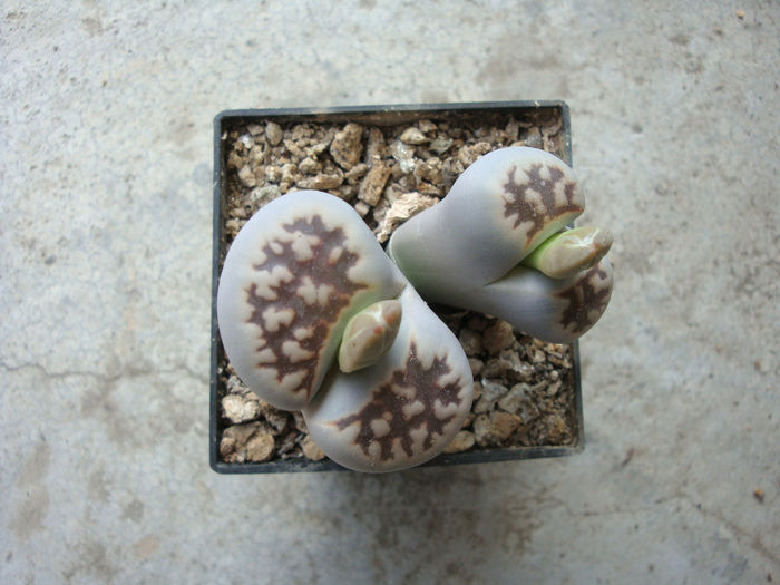 Lithops karasmontana ssp eberlanzii - Genul Lithops