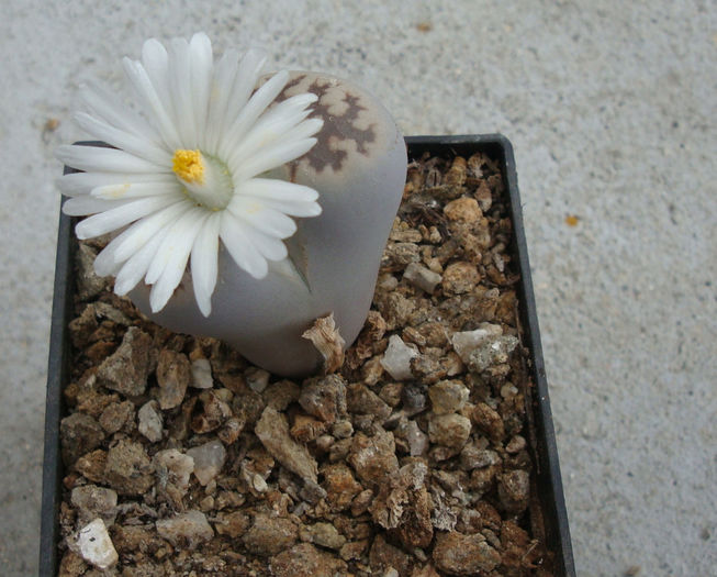 Lithops karasmontana ssp eberlanzii