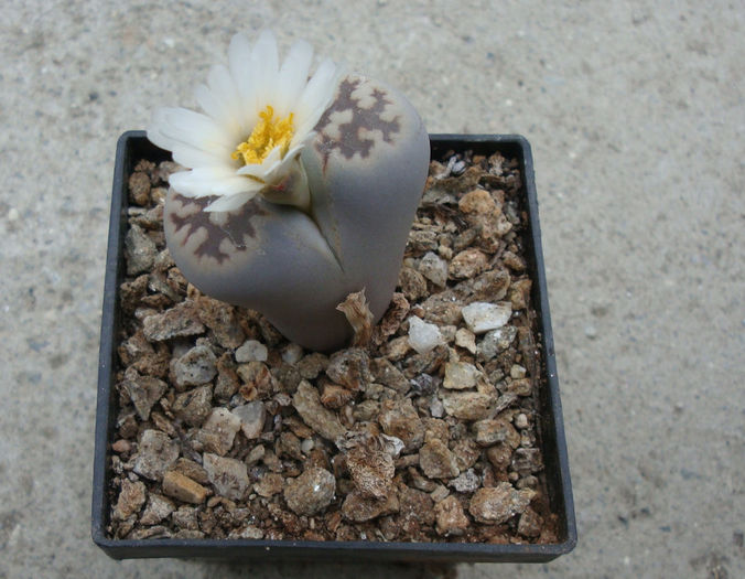 Lithops karasmontana ssp eberlanzii - Genul Lithops