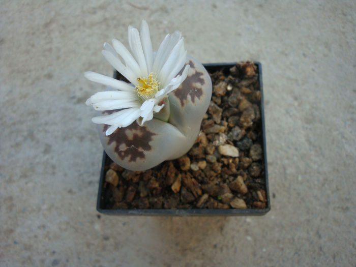 Lithops karasmontana ssp eberlanzii - Genul Lithops