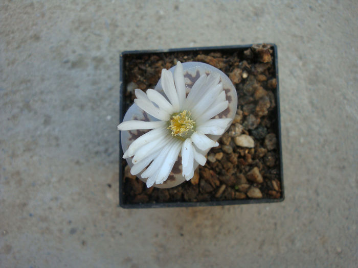 Lithops karasmontana ssp eberlanzii - Genul Lithops