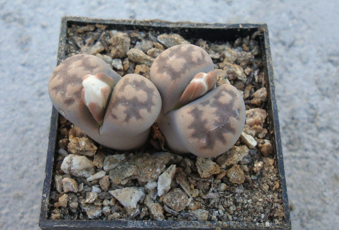 Lithops karasmontana ssp. bella     (NE Br.) DT Cole 1922