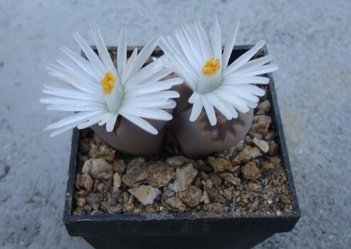 Lithops karasmontana ssp. bella    (NE Br.) DT Cole 1922