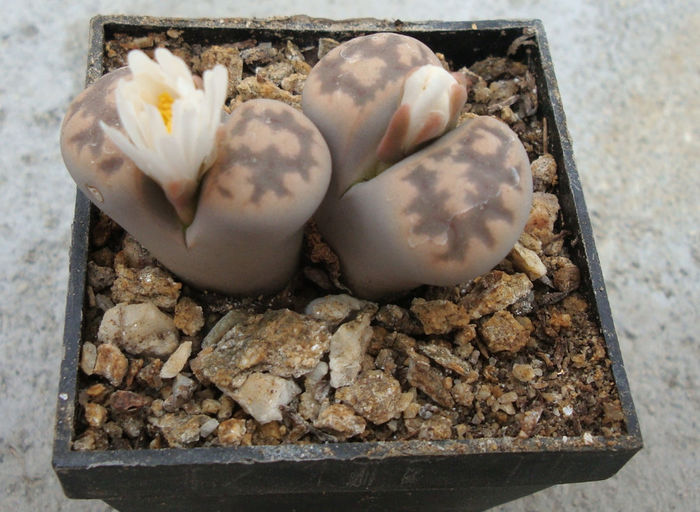 Lithops karasmontana ssp. bella   (NE Br.) DT Cole 1922.